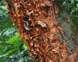 Tronco de Bursera simaruba  (Indio desnuido)