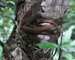 Tronco con raices de otra planta