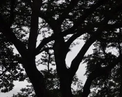 Sombra del tronco de un árbol