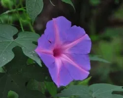 Flores de churristate o Ipomoea purpurea  I