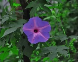 Flores de churristate o Ipomoea purpurea  II