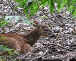 Odocoileus virginianus