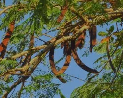 Delonix regia 