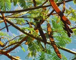Delonix regia 