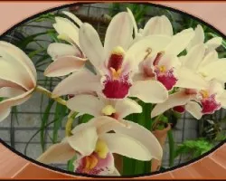 Orquidea