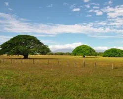 Arbol de Guanacaste