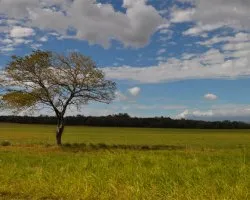 Solo en la llanura  