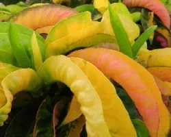 Codiaeum sp