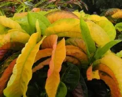 Codiaeum sp