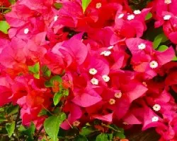 Bougainvillea glabra