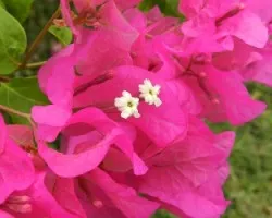 Bougainvillea glabra