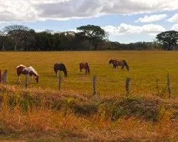 Caballos en la Pampa Guanacasteca