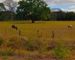 Caballos en la Pampa Guanacasteca