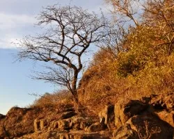 Creciendo sobre la roca