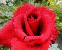 Una Rosa Especial