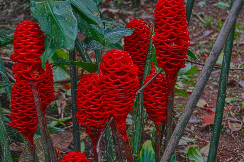 Foto