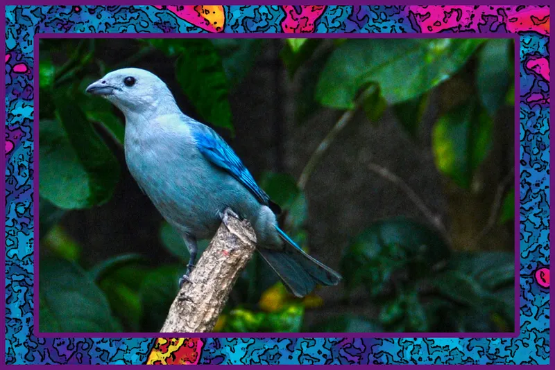Foto