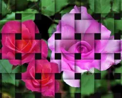 Rosas entretejidas