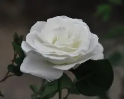 Cultivo una Rosa Blanca