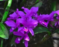 Guarianthe skinneri 