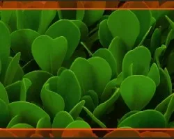 Coprosma repens 