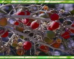 Frutos de Palma