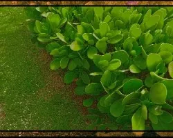 Coprosma repens 