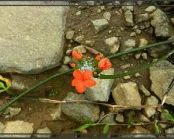 Flor sobre el camino I
