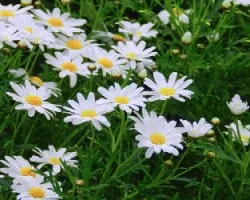 Leucanthemum vulgare = Chrysanthemum leucanthemum