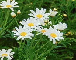 Leucanthemum vulgare = Chrysanthemum leucanthemum