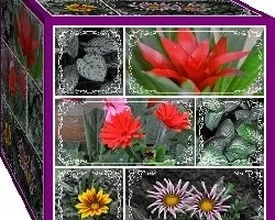 Cubo Botánico I