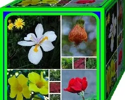 Cubo Botánico II