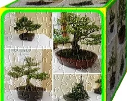 Cubo Botánico III