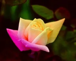 Rosa multicolor I