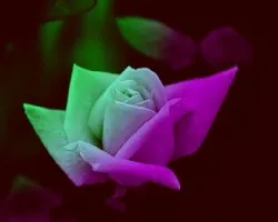Rosa multicolor II
