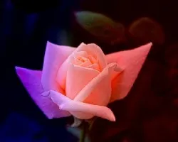 Rosa multicolor III