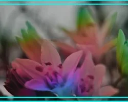 Variando colores II