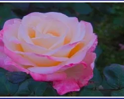 Sublime Rosa