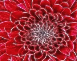 Fractal de Dalia