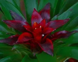 Bromelia