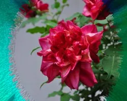 Unas simples flores I