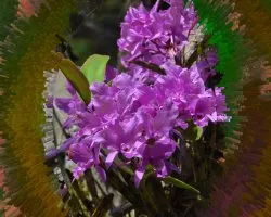Unas simples flores II