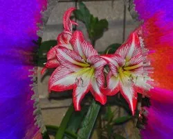 Unas simples flores III