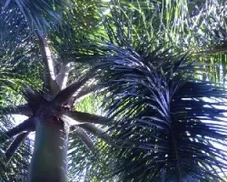 Foto original de la palmera
