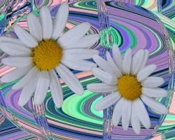 Margaritas diferentes iii