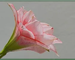 Lirio blanco de borde rojo i