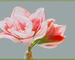 Lirio blanco de borde rojo ii