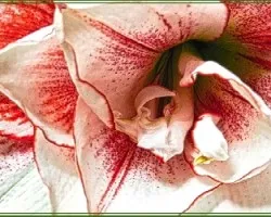 Lirio blanco de borde rojo iii
