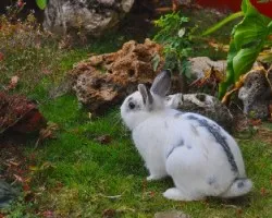Un conejito en mi barrio
