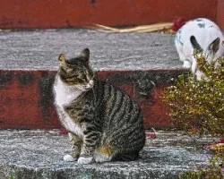 Un conejito en mi barrio